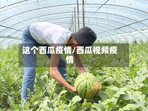 这个西瓜疫情/西瓜视频疫情