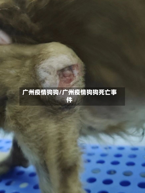 广州疫情狗狗/广州疫情狗狗死亡事件